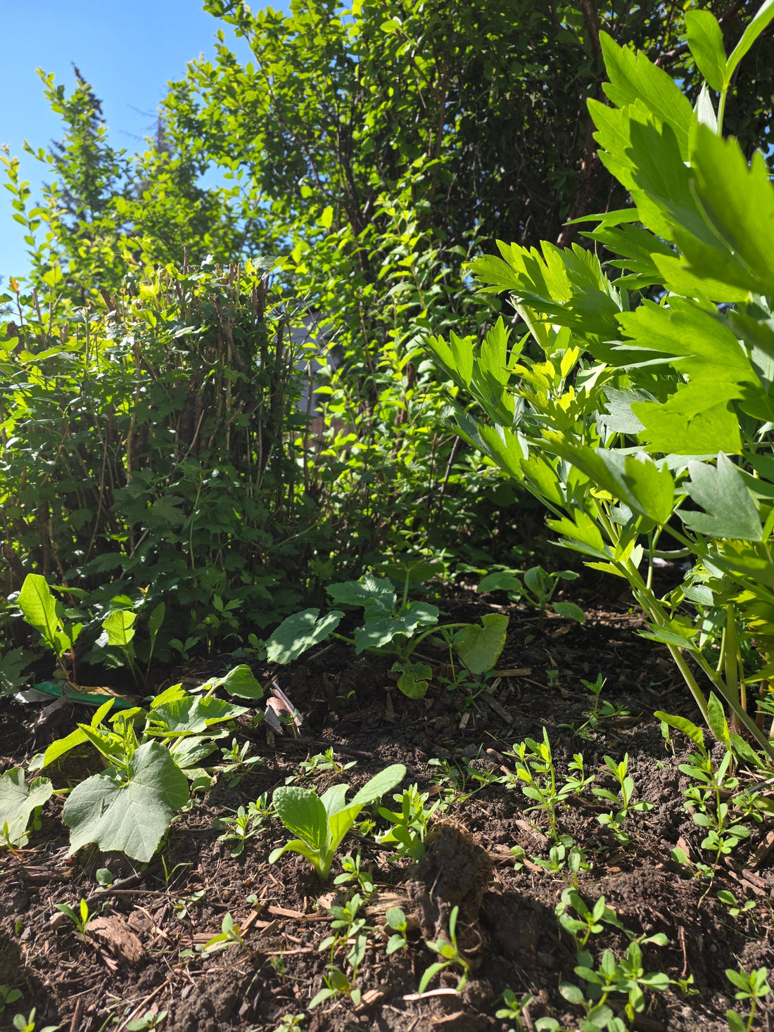 Rainy Day Kitchen & Garden — A Letter from the Herb Patch