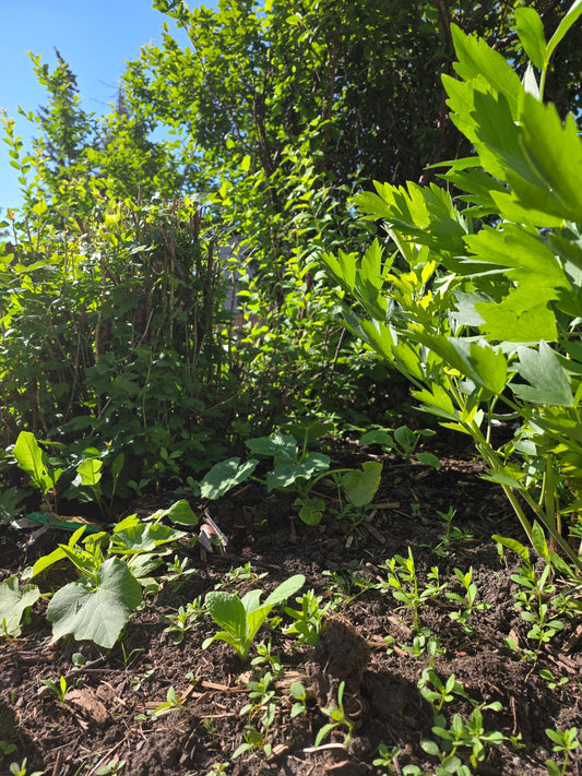Rainy Day Kitchen & Garden — A Letter from the Herb Patch